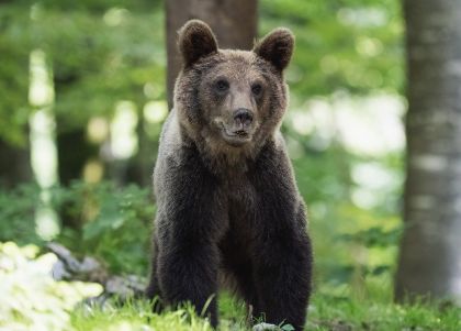 Il ritorno del lupo e dell'orso - vivere in sicurezza il territorio